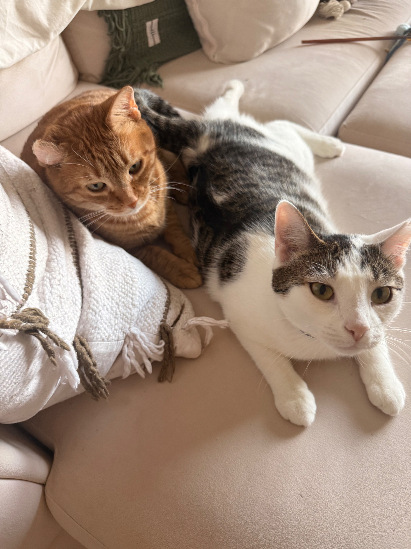 Winston and Milo, Austin and Diana's two cats